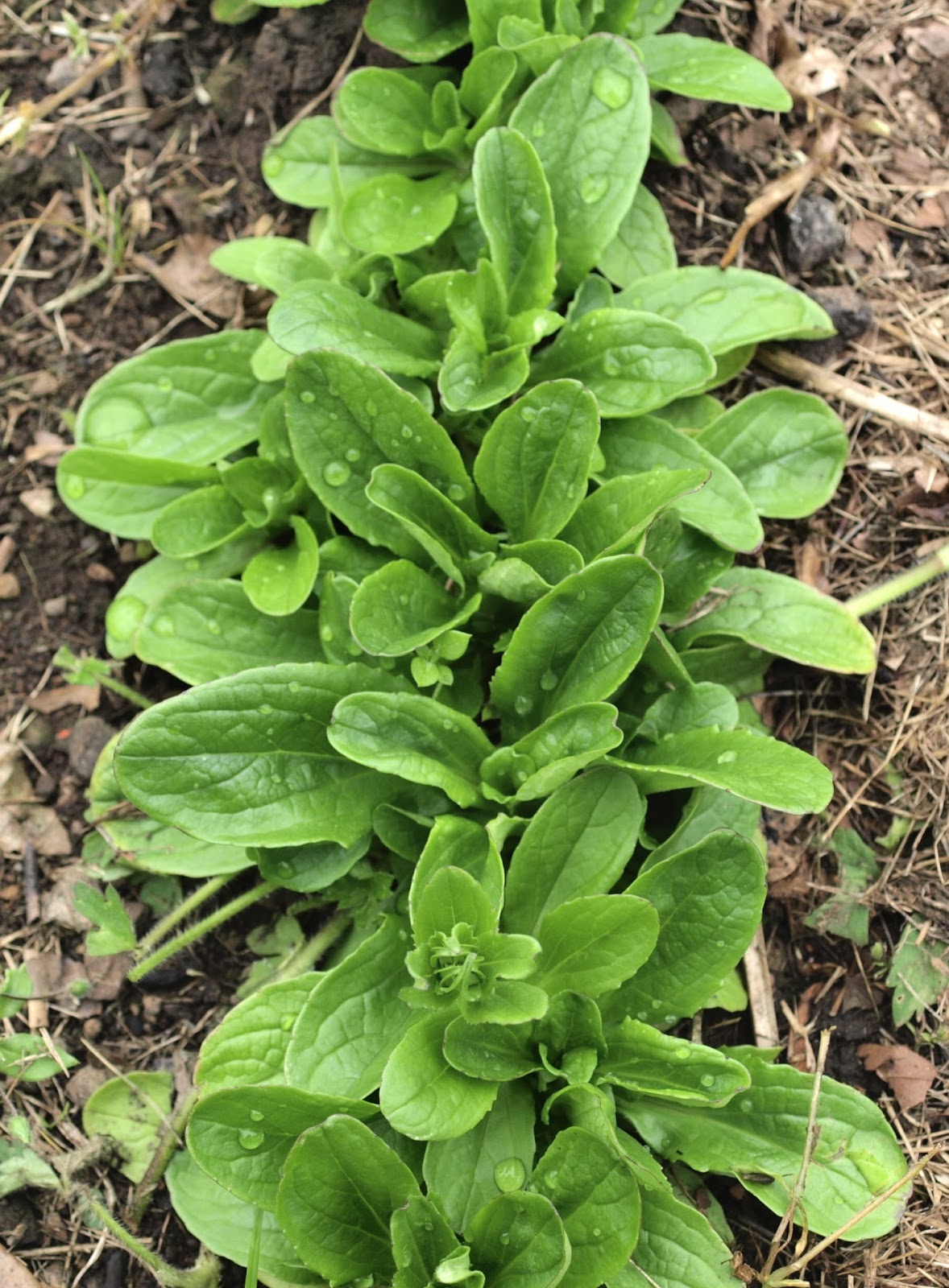 Raw Edible Plants Lamb's Lettuce (Valerianella locusta)