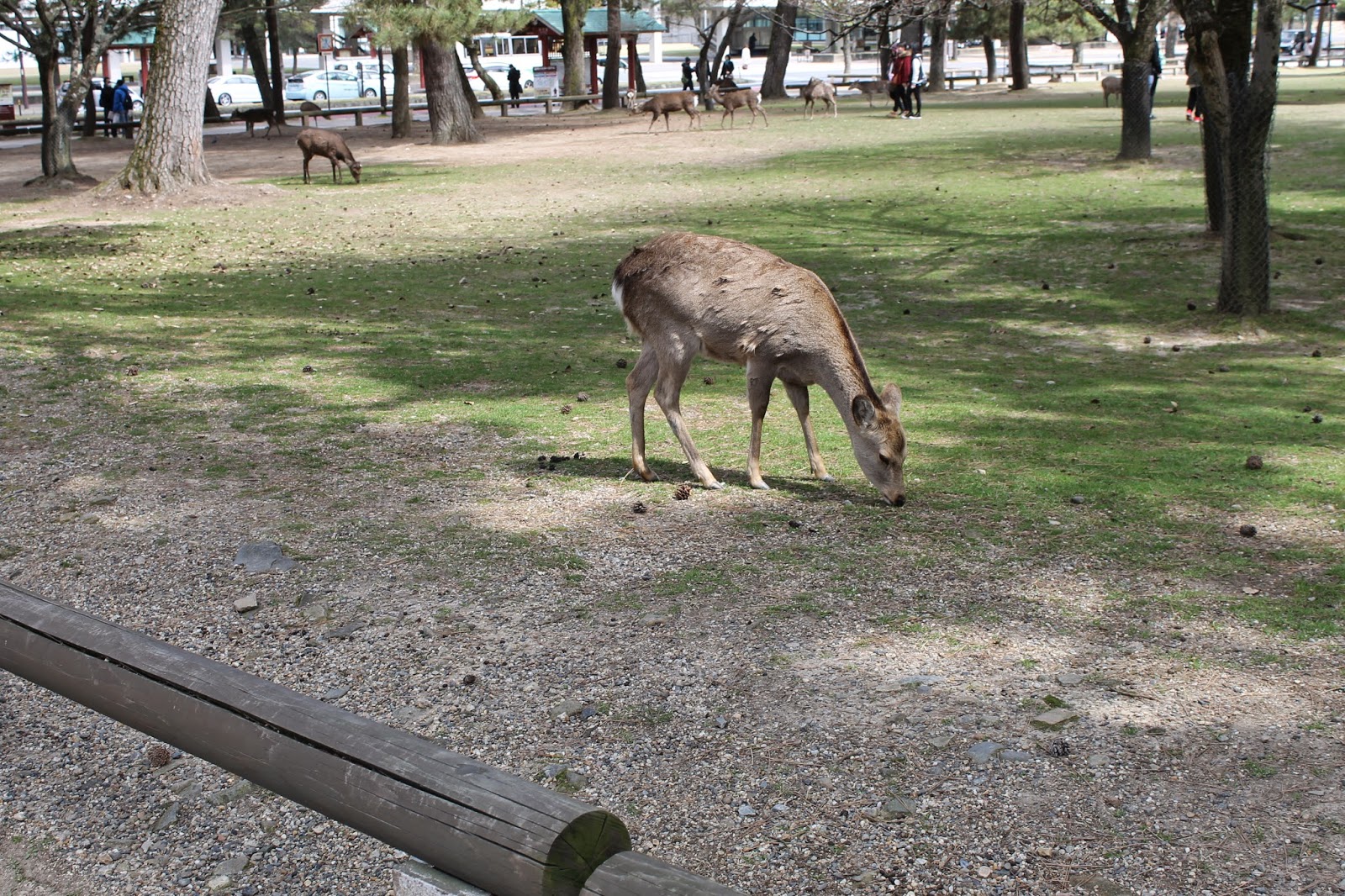 Japan Photo Diary: Nara Photos Temples Best Places To Go What To Visit