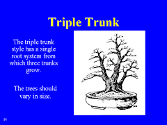 Triple Trunk