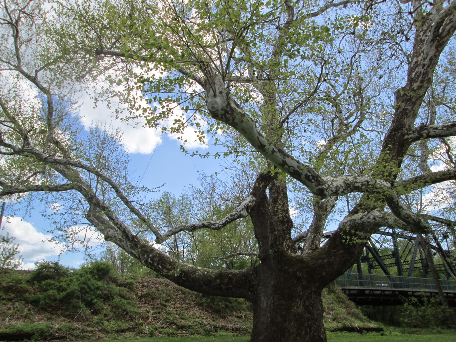 History & Pearls Farmington, CT