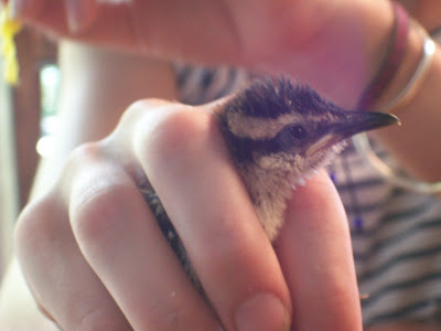 Campylorhynchus rufinucha animal rescue