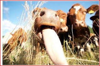 Cool Pictures: cow Funny Pics with Funny Captions