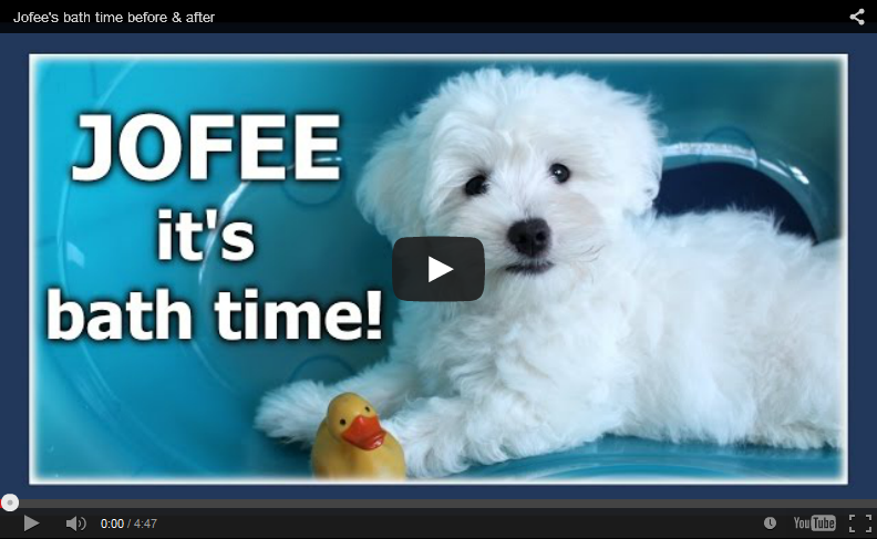 jofee jonathan saccone joly maltese dog puppy bath time rubber duck 4 months cute adorable training marjolein kucmer playing hyper jofee jonathan saccone joly maltese dog puppy bath time rubber duck 4 months cute adorable training marjolein kucmer playing hyper