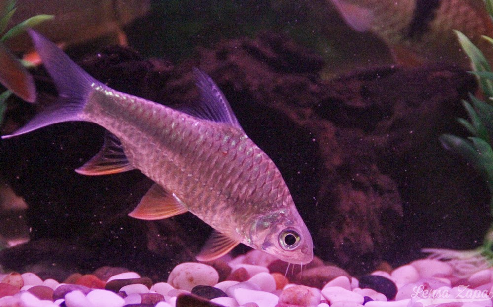 Lensa Zapa Ikan Kelah Merah Sebarau Jelawat Krai Emas Akuarium Ikan Sungai 9 November 2014 25 Gambar Lensa Zapa Ikan Kelah Merah Sebarau Jelawat Krai Emas Akuarium Ikan Sungai 9 November 2014 25 Gambar