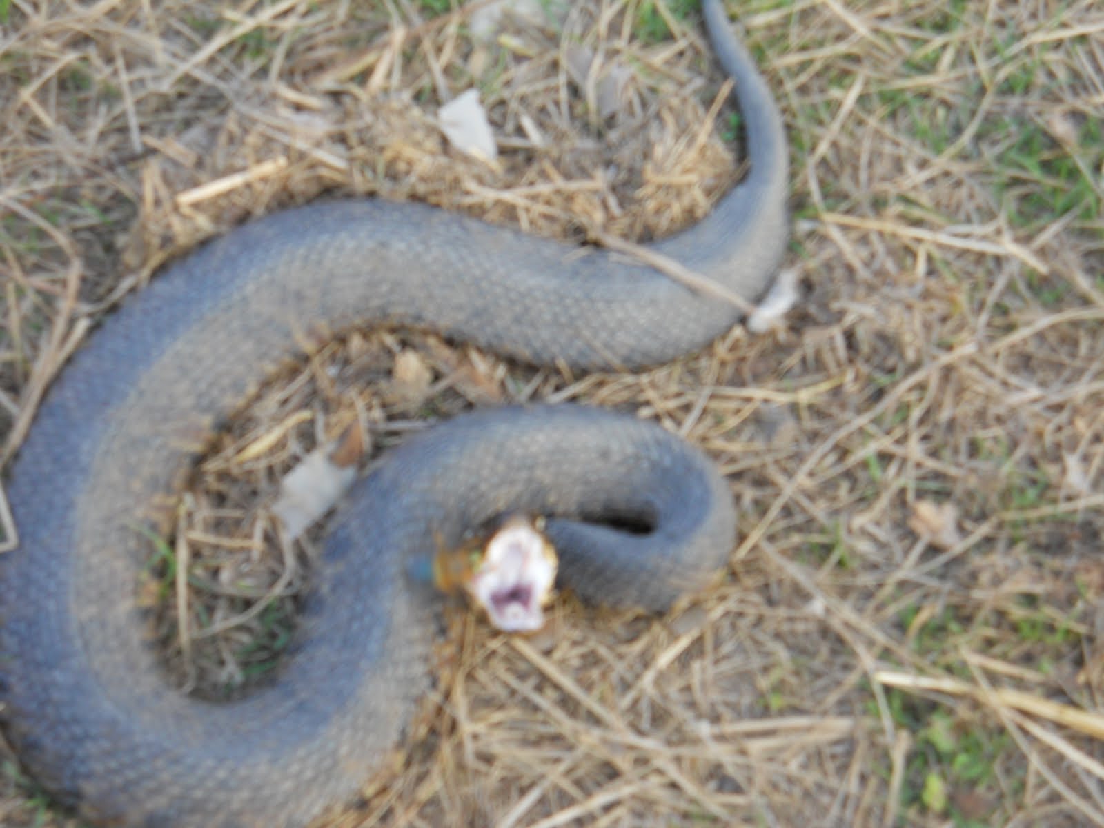 My Wild Louisiana Cotton Mouth Water Moccasin