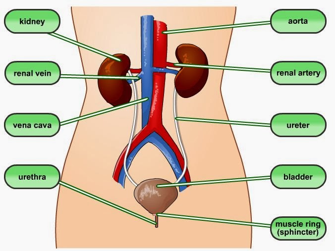 Excretory System Lessons Tes Teach