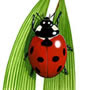 7-SPOT LADYBIRD ...