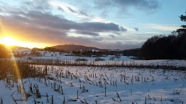 Stoppelfeld im Winter