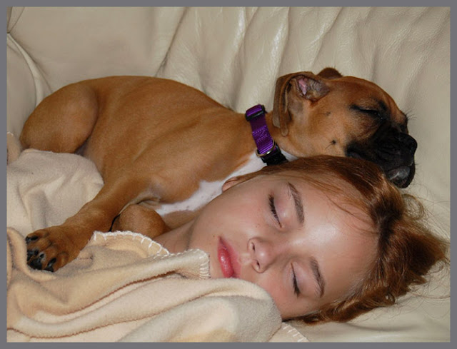 16 fotos de filhotes de cachorros dormindo