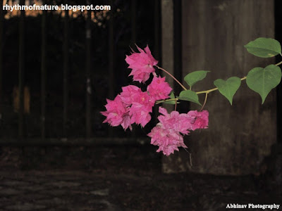 Pink Bougainvillea Pink Bougainvillea
