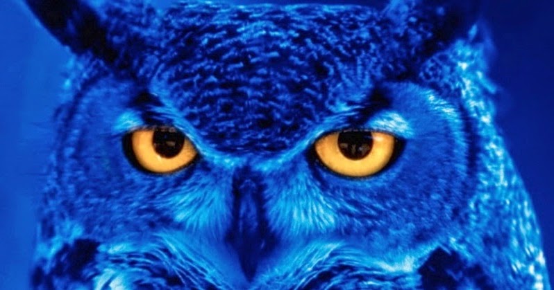 Home English Blog: Are You a Night Owl