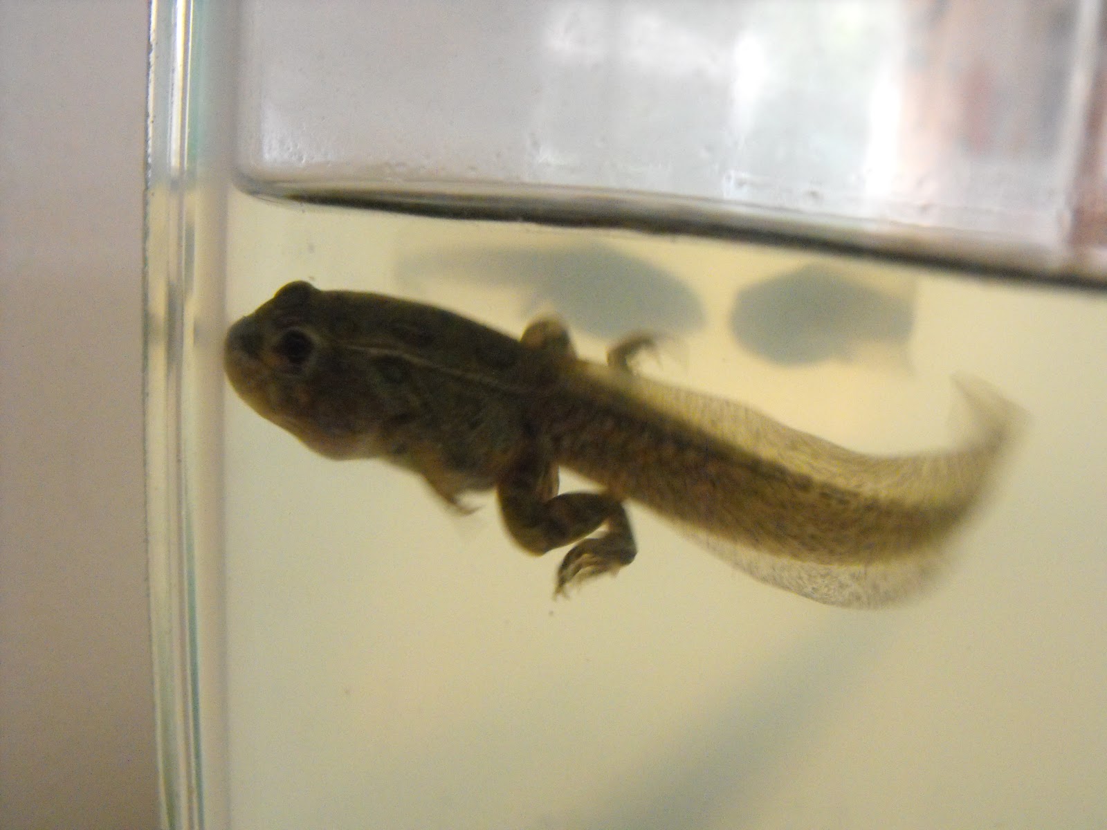 Home Learning Family Going Sane: Froglet Update