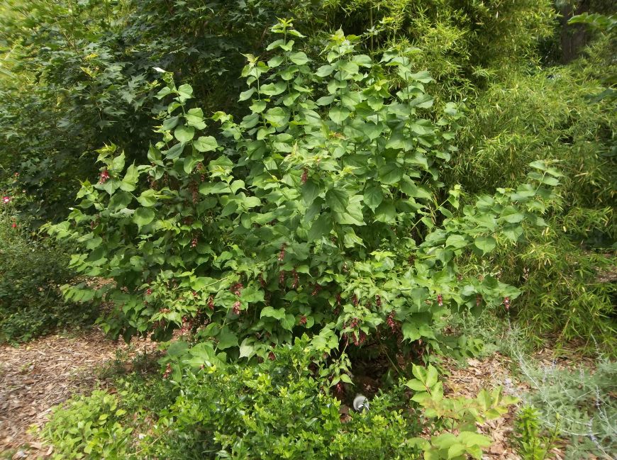 Where Five Valleys Meet Winter Berries Seeds Flowers And A Big