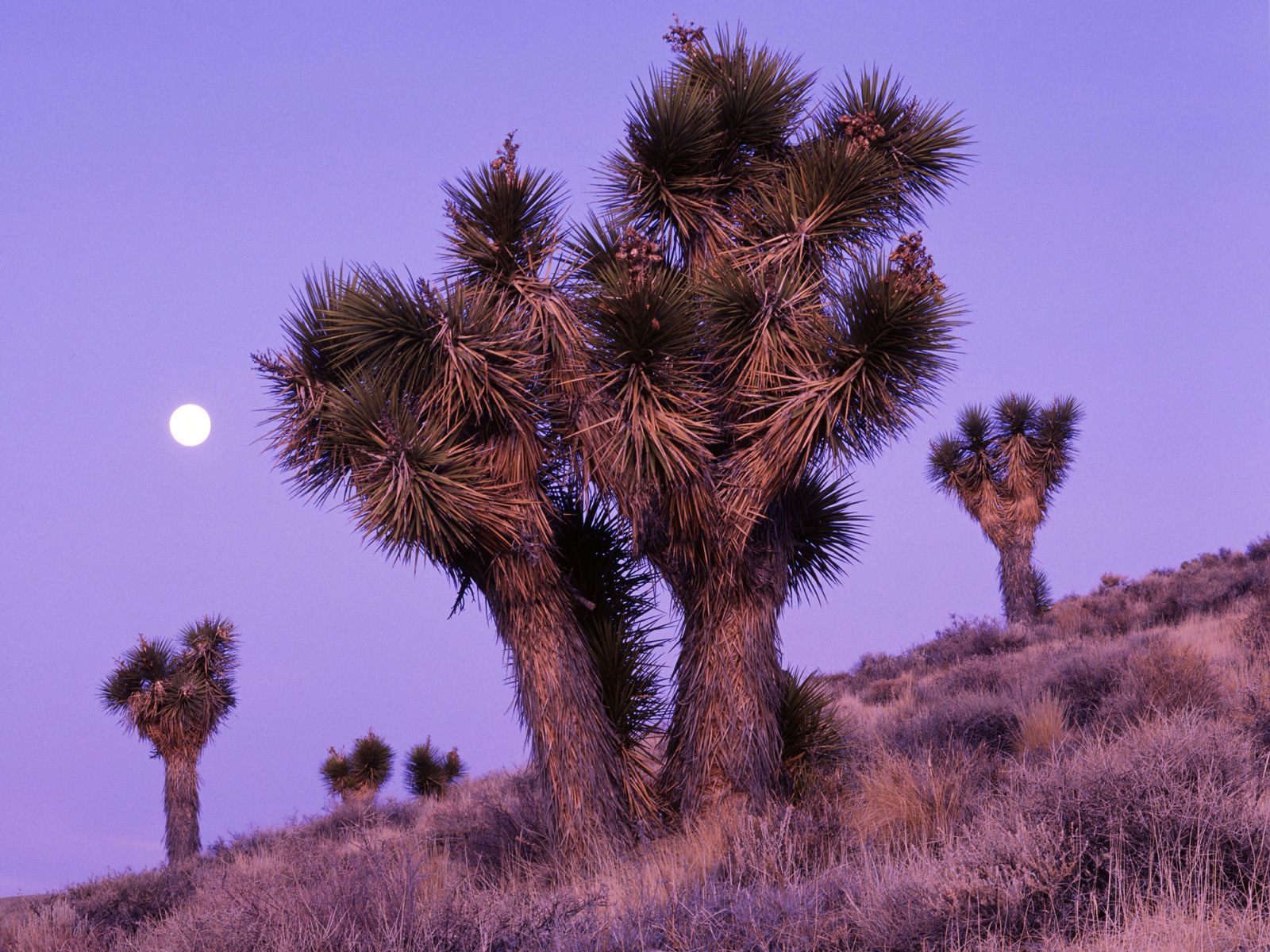 http://4.bp.blogspot.com/-n40fRNEN8tk/ULoT8_rBLBI/AAAAAAAAIq4/WcOamYEVmwc/s1600/Moonrise+Over+Joshua+Trees,+Death+Valley+National+Park,+Cali.jpg