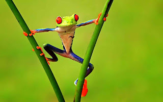 3d-frog-wallpaper-for-free