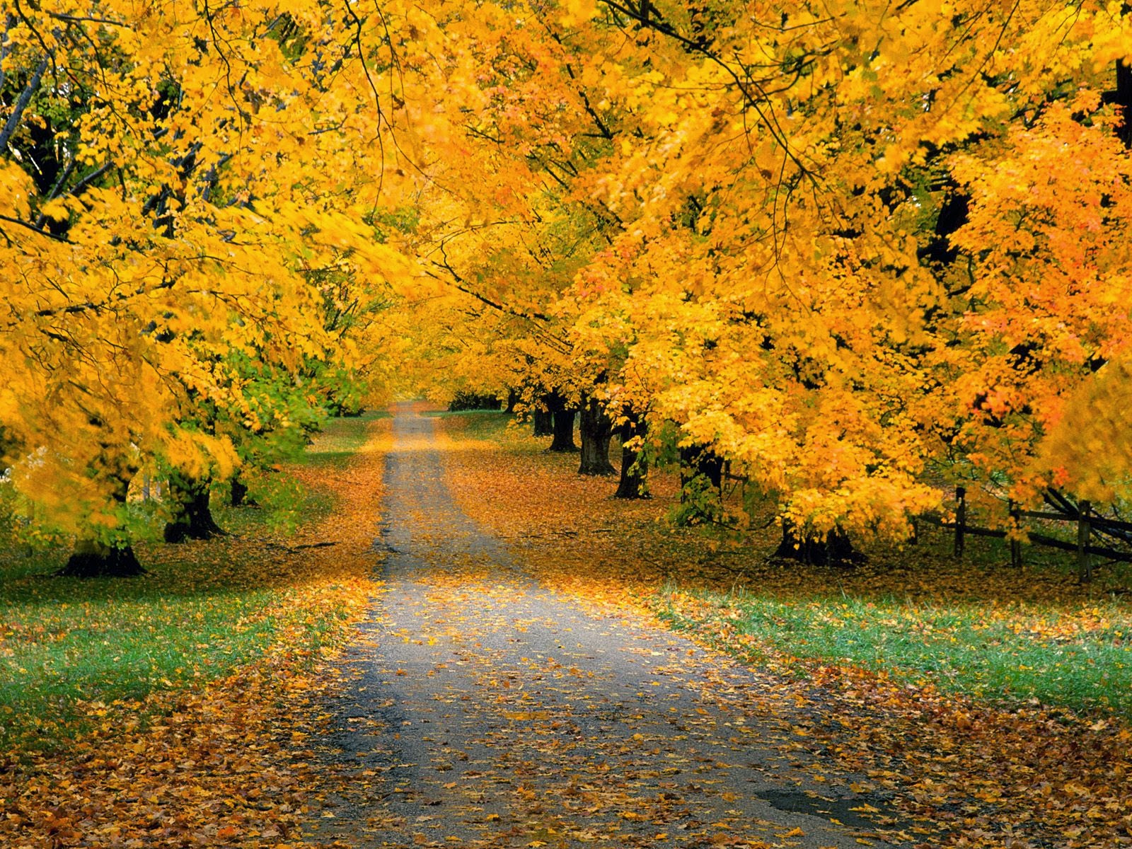 All new wallpaper : The beautiful autumn wallpaper for your desktop