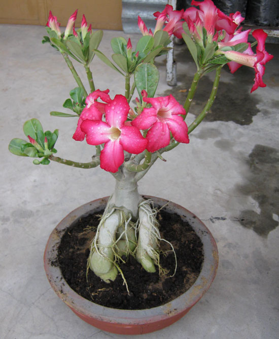 How to Grow Desert Roses From Seeds Bonsai Adenium Plant