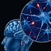 La PNL y el cerebro