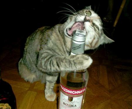 FUNNY ANIMALS 1 funny pictures of animals. FUNNY ANIMALS 1