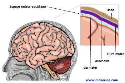 Cérebro e meninges