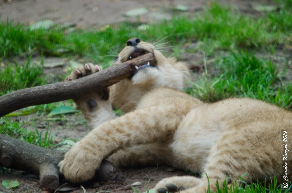 Multipler Spass Rostock 2019