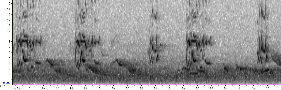 possibly three birds