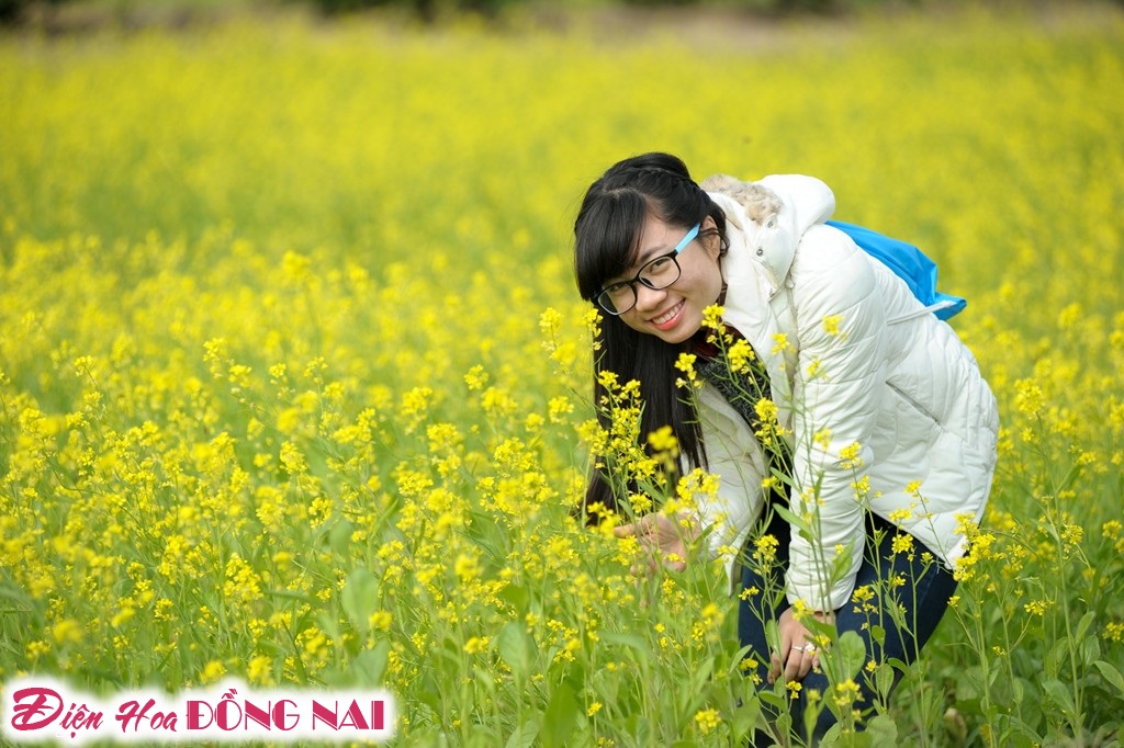[Image: Ruc-ro-sac-vang-mua-hoa-cai-o-Ha-Noi-6.jpg]