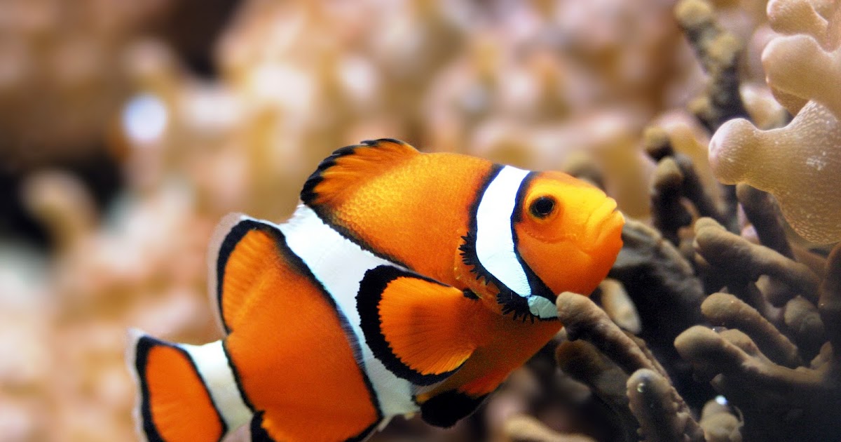 all about clown fish