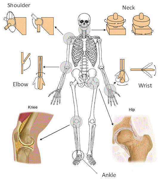 Science Year Four Joints.