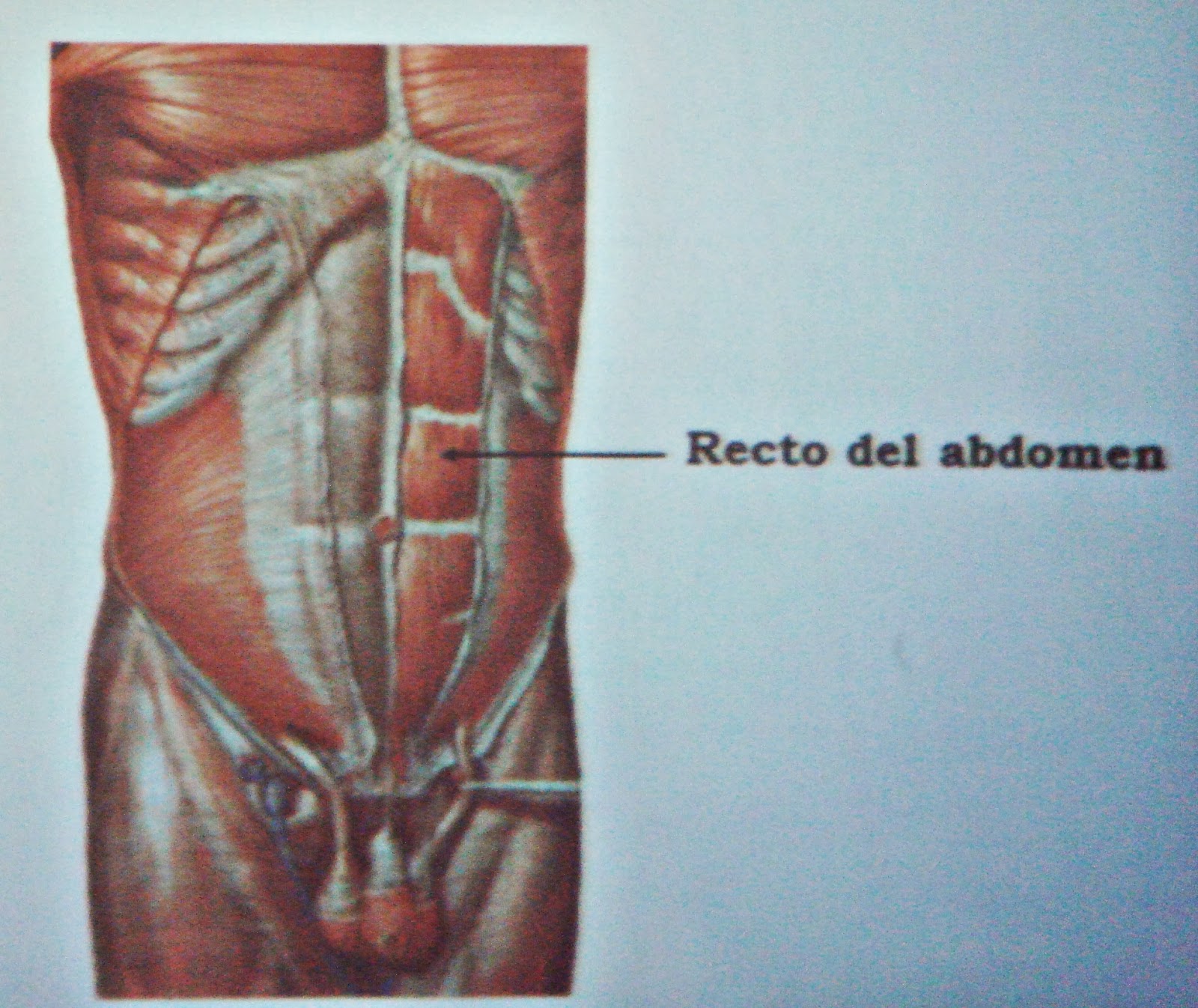 Paredes y músculos abdominales. Regiones del abdomen