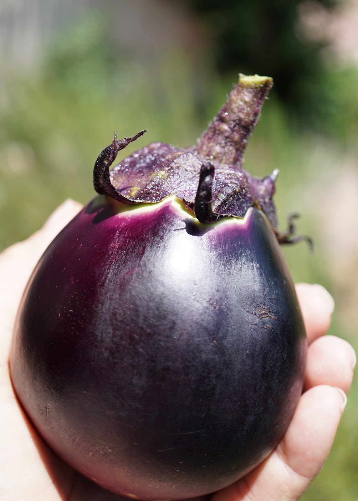 Andie's Way Kamo Eggplant