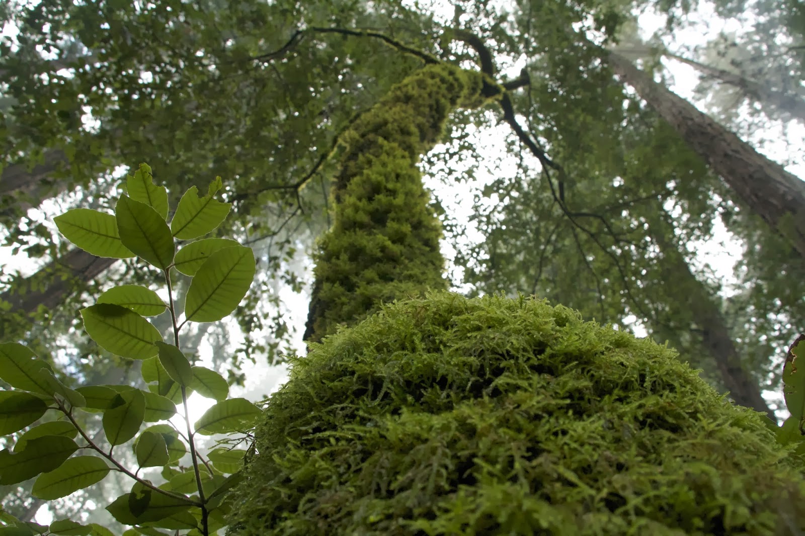TREES COMMUNICATE WITH EACH OTHER InFreeGarden