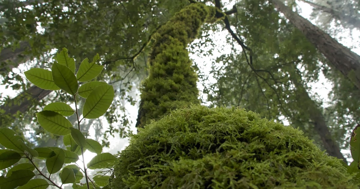 InFreeGarden TREES COMMUNICATE WITH EACH OTHER