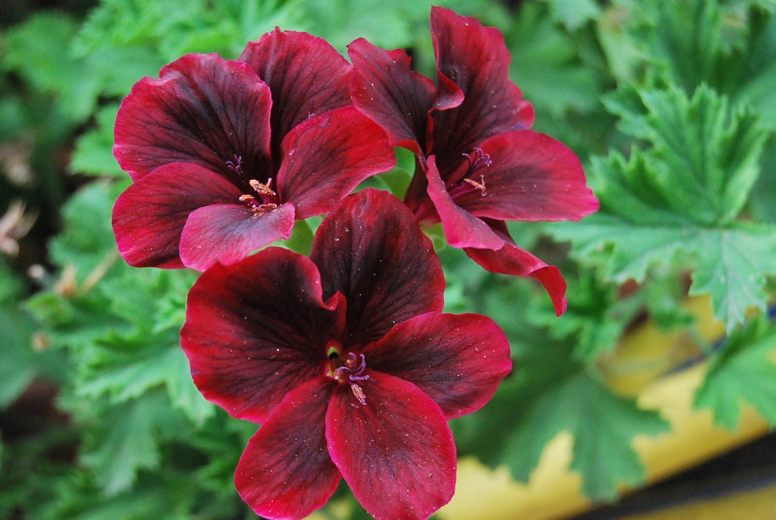 Imágenes de flores Imagenes de Flores Bonitas - Imagenes De Flores De Varios Colores
