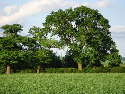 Steeple Claydon spire seen through oak trees