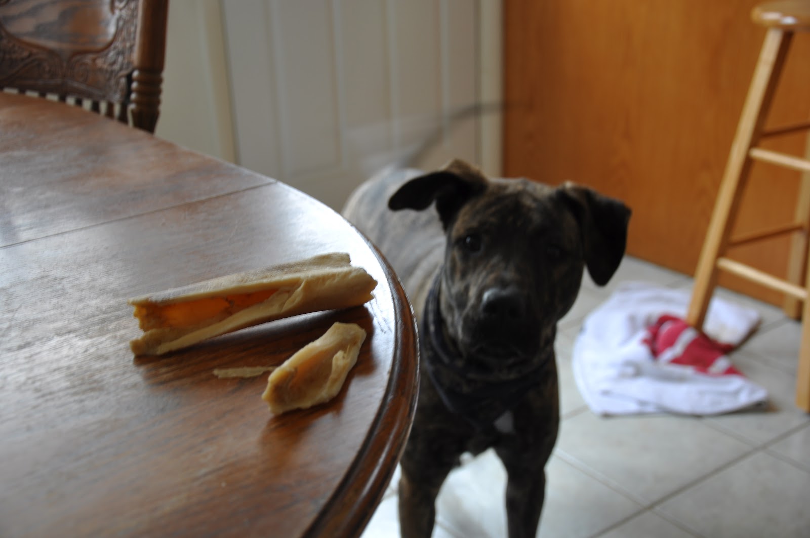 Leopold's Crate Bone chewing Remembing why its important to supervise