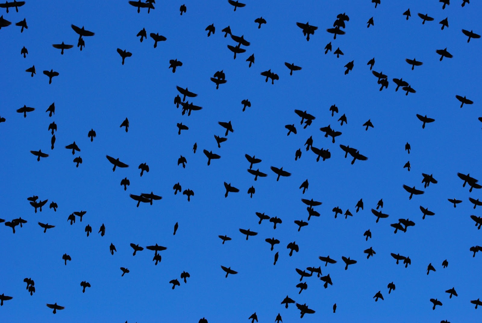 blackbird migration