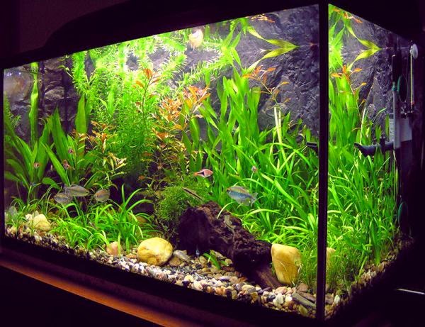 Fresh Water Fish Tank Fresh Water Fish Tank