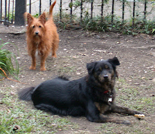 Susannah Sandlin Dogs Shane and Tanker Susannah Sandlin Dogs Shane and Tanker