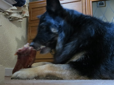 Trojan with his pigs ear.