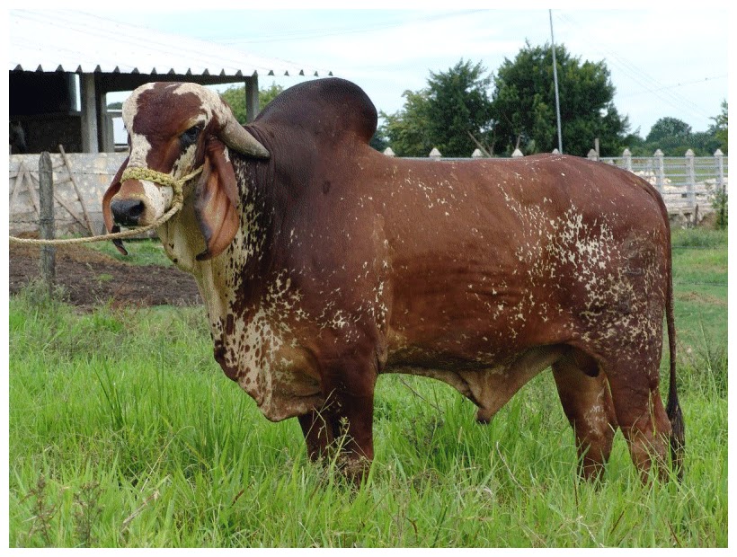 Generalidades de la Ganadería Bovina.: Gyr