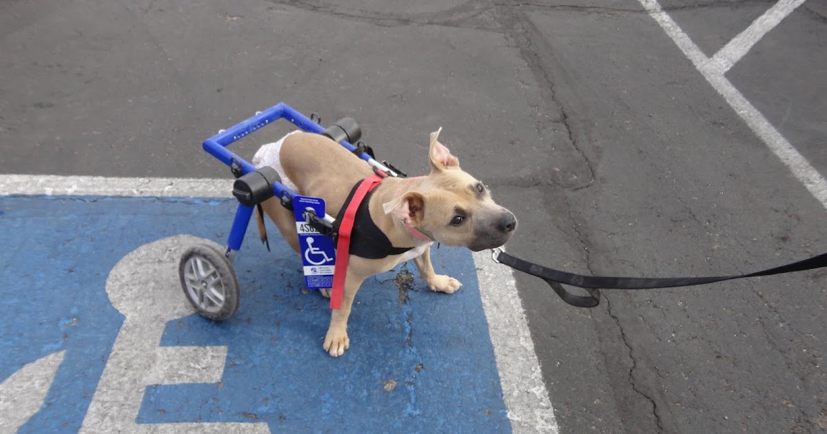 Handicapped Pets Second Chance with Second Hand Dog Wheelchair
