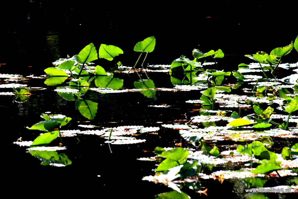 Crossing the swamp literary devices picture