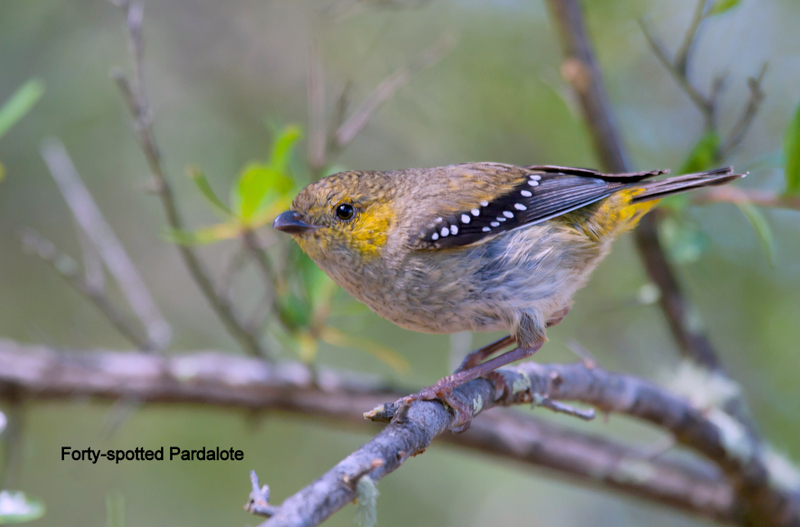 Birds in Tasmania Little Tassie Battler..........40Spotted Pardalote