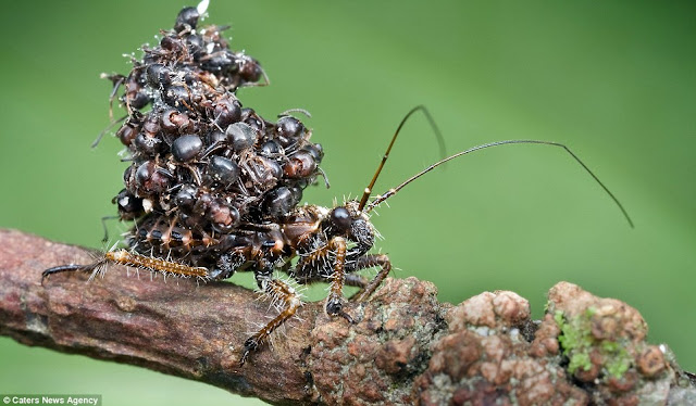 الحشرة السفاحة القاتلة المحترفة التي تحمل جثث ضحاياها لترهب الحشرات بها  The+most+disgusting+insect+01