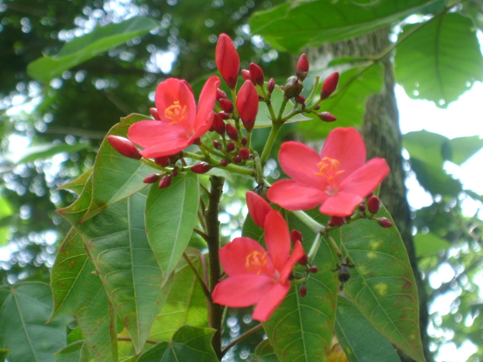 Yêu Dak Lak Nhật ký vườn Troh Bư Buôn Đôn Nhất chi mai