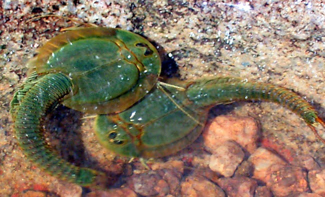 7 Hewan Prasejarah Menakutkan Yang Masih Ada Di Dunia Dibacain