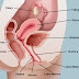 Cara Sederhana Untuk Mengecek Kesehatan Organ Intim Wanita thumbnail
