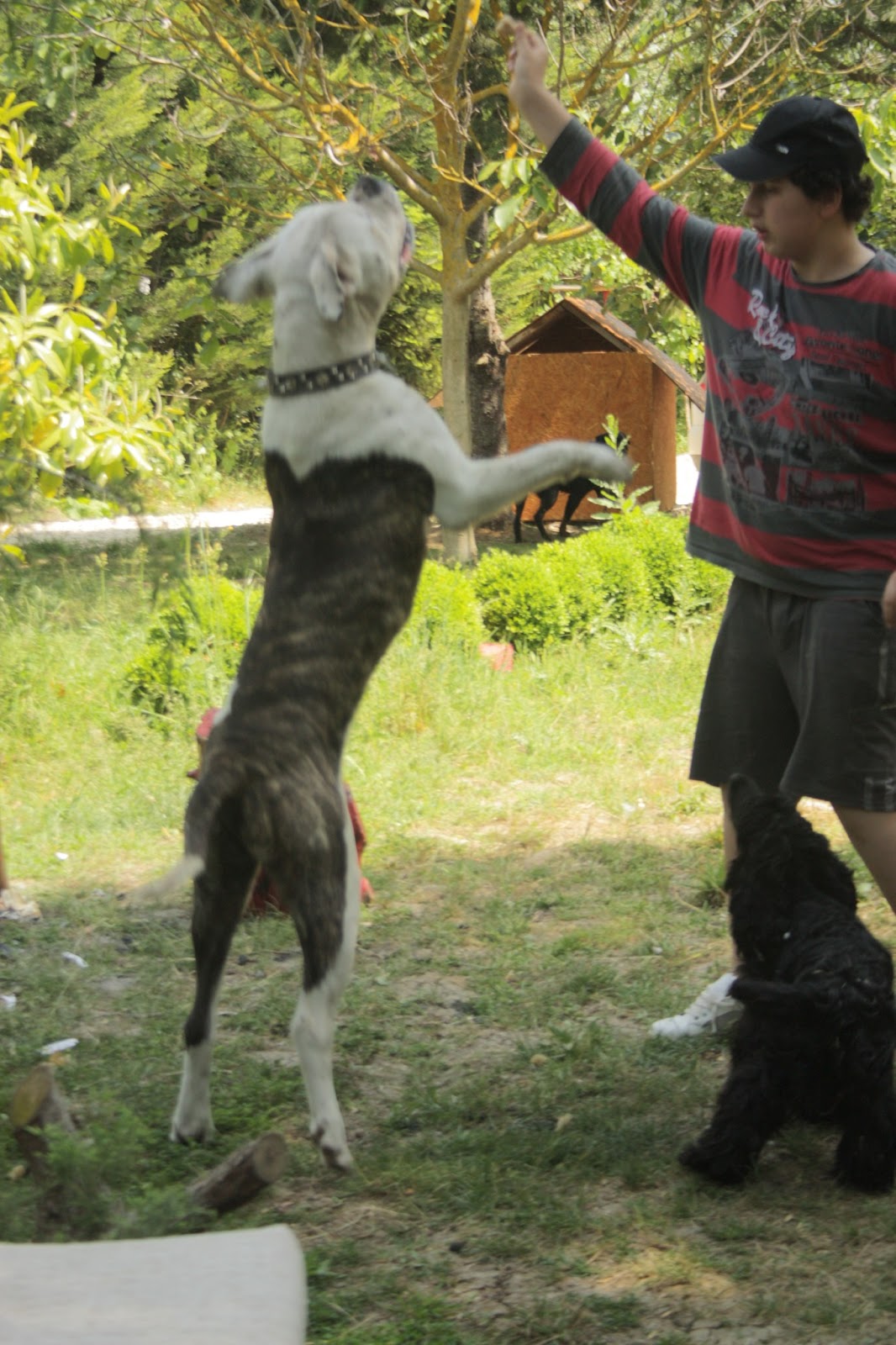 sahibinden köpek oteli İstanbul