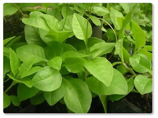Manfaat Daun Binahong Manfaat Daun Binahong